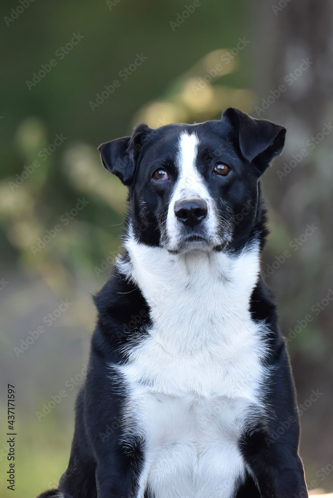 border collie dog