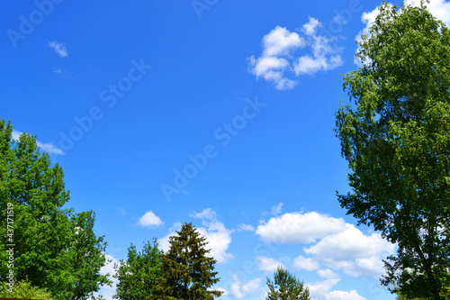 Bright blue sky with clouds next to the trees.