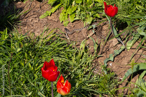 Speppe viper (Vipera renardi) crawls between blooming tulips photo