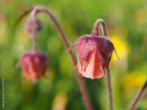 Water avens flower close up. Natural meadow plants. Beautiful summer day  