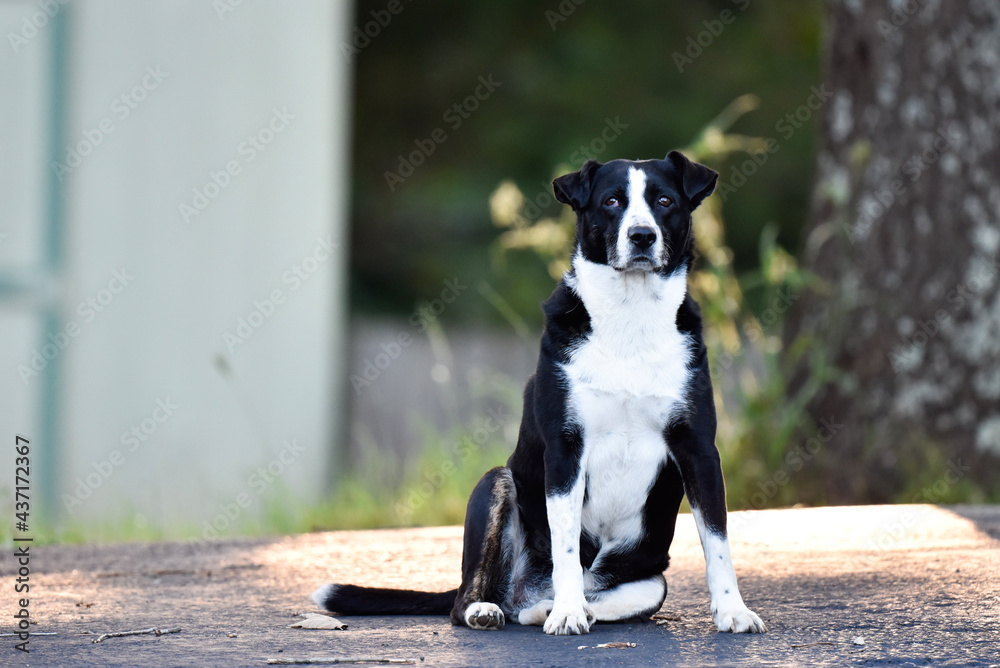 black and white dog black and white dog