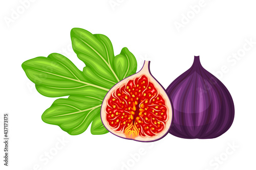Mature Common Fig or Ficus Plant Syconium Fruit with Numerous Seeds and Purple Skin Vector Illustration