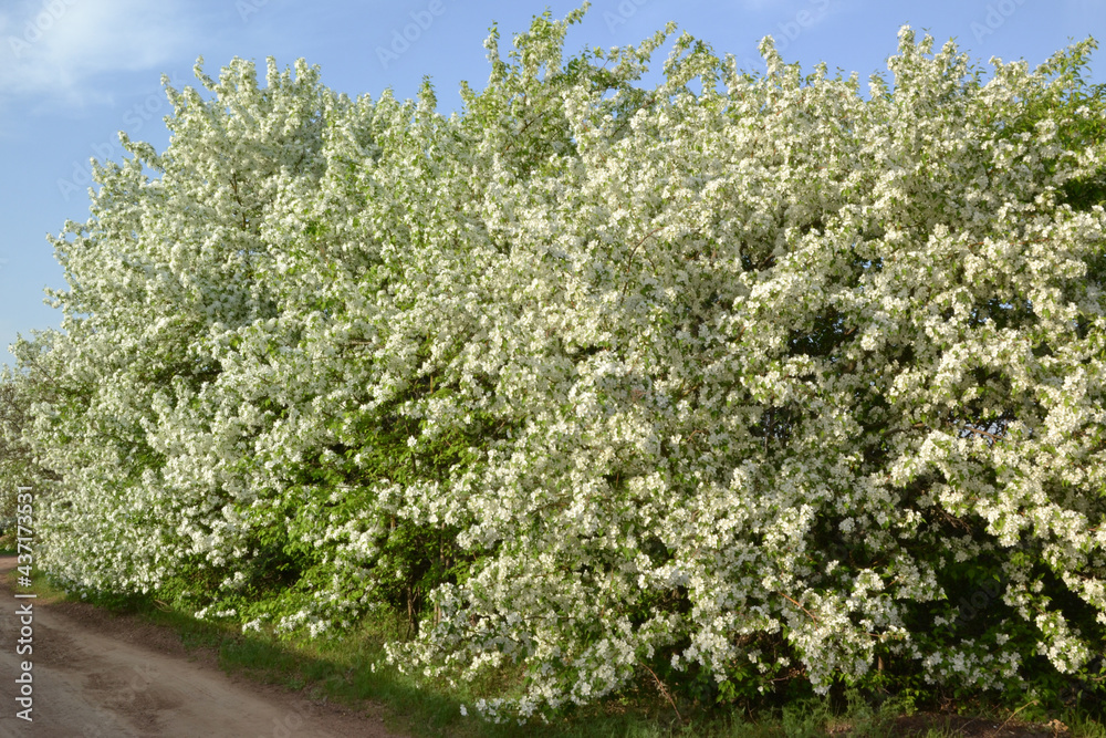 apple tree, for creating background and texture
apple tree, for creating background and texture