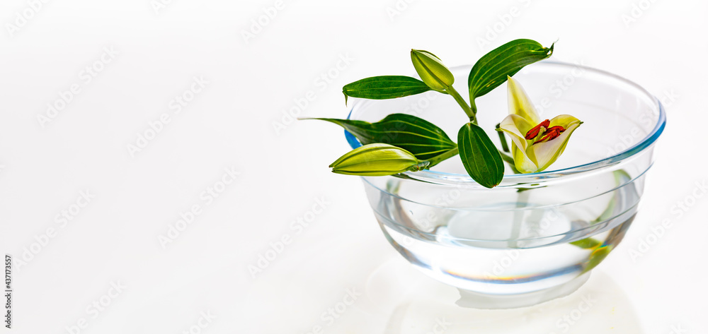 lily flower and bud on transparent glass vase