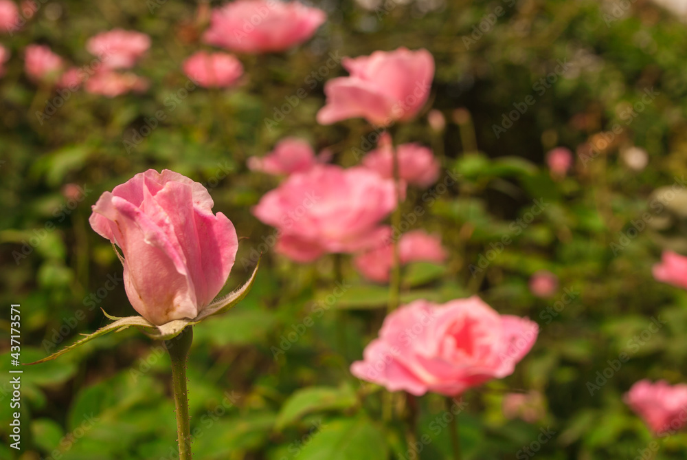 pink roses .