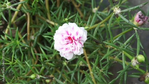 Ipomoea aquatica (water spinach, river spinach, water morning glory, water convolvulus, Chinese spinach, Chinese watercress, Chinese convolvulus, swamp cabbage, kangkong ong choy) on the nature. photo