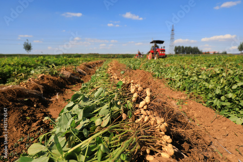 Farmers use machinery to harvest peanuts in the fields
