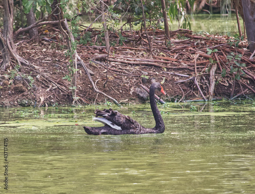 Australian wildlife birds swan black