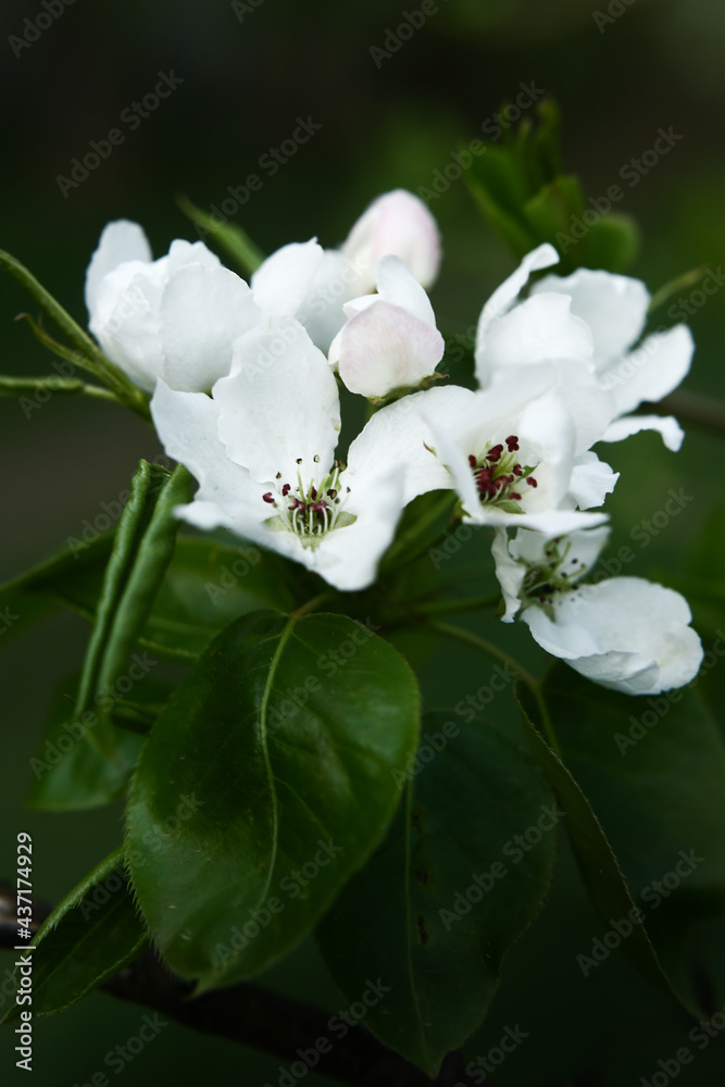 Beautiful apple blossom. Dark spring background with soft focus.