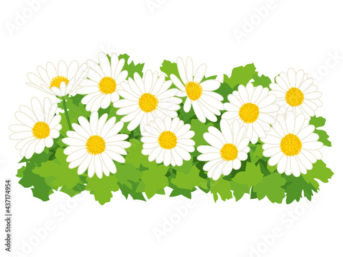 白色の野路菊の花