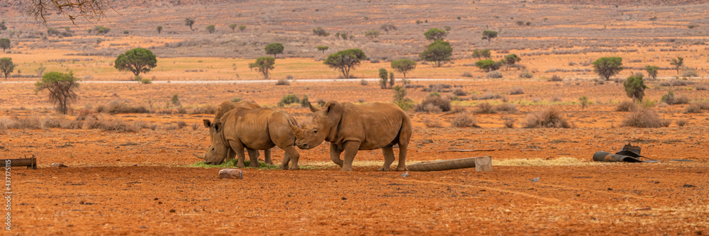 Fototapeta premium Pannorama of three black Rhino at the savanna in Namibia.