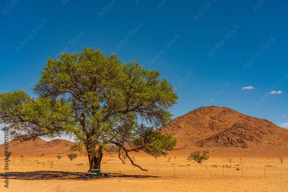 Panorama from Namib Desert landscape with large a big green tree and a banch at Sossusvlei