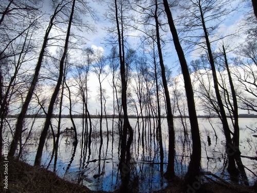 trees in river