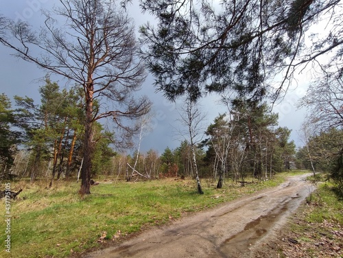 path in the forest