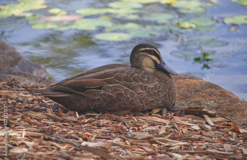 Australian duck wildlife birds