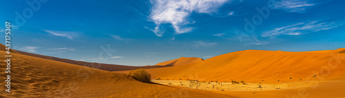 Panorama view to Deadvlei with the trees, landscape with large sand dunes at Sossusvlei