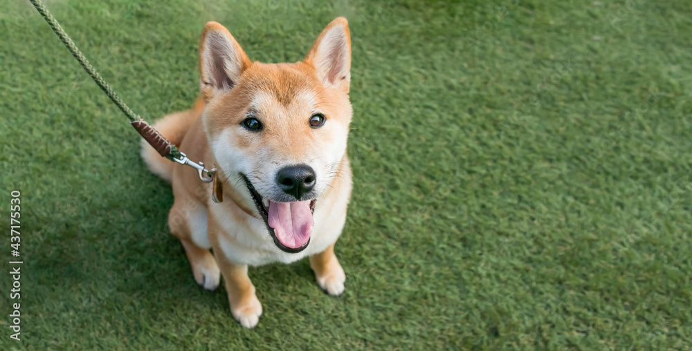 Cute young portrait of Smiling Shiba inu Dog on green background. Cute young portrait of Smiling Shiba inu Dog on green background.