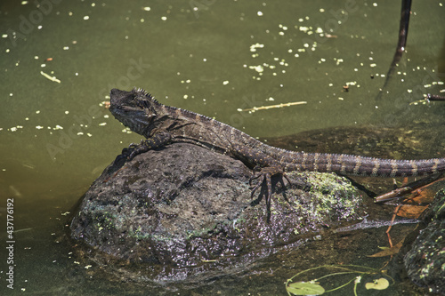 Australian bearded dragon lizard wildlife