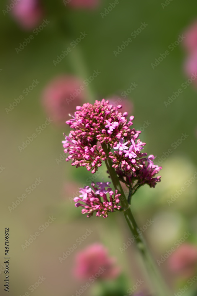 Rote Spornblume (Centranthus ruber) in einer Nahaufnahme Rote Spornblume (Centranthus ruber) in einer Nahaufnahme