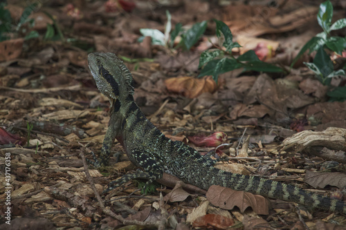 Australian wildlife bearded dragon lizard 