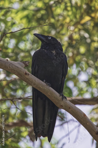 Australian wildlife birds Crow raven 