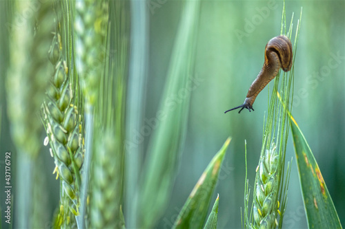 Schnecke im Weizenfeld photo