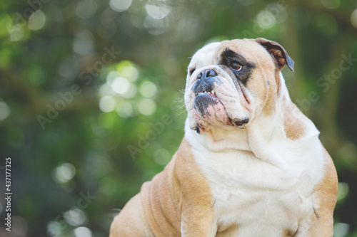 english bulldog puppy