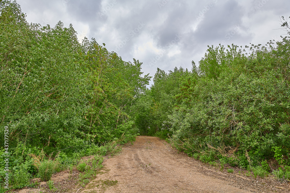 cloudy sky sandy road in green forest cloudy sky sandy road in green forest
