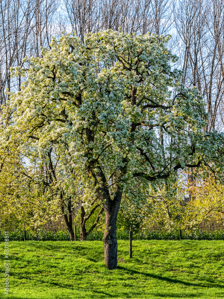 Naklejka premium Tree with white blossoms