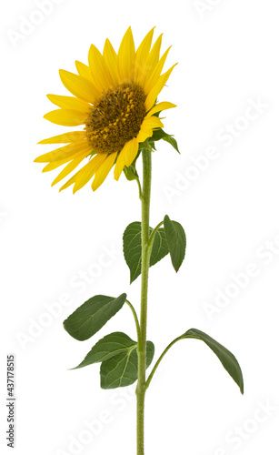 Sunflower flower isolated on white background.