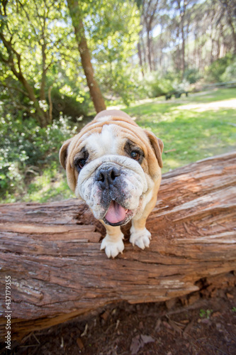 english bulldog puppy