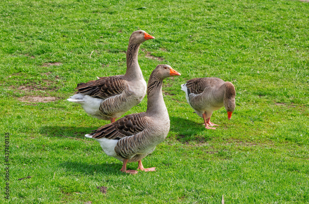 Brown geese walking on the meadow with green grass at farm. Domestic birds. Brown geese walking on the meadow with green grass at farm. Domestic birds.