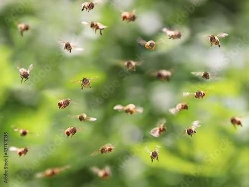 swarm of bees in flight in front of green leaf bokeh, flying honey bees front view © Andreas