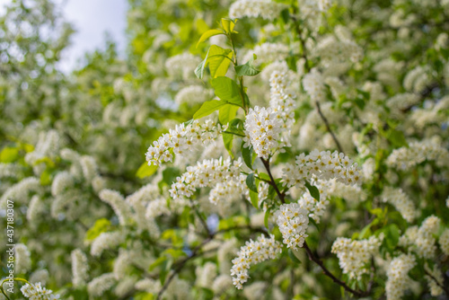Bird cherry (Prunus Padus) tree in blossom. View of a blooming white bird cherry tree on a sunny spring day. Selective focus, blurred background.