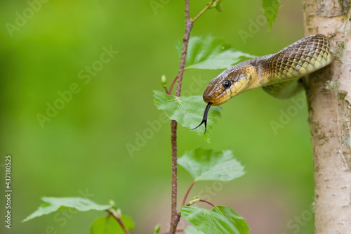 Aesculapian snake, zamenis longissimus, climbing a tree in summer forest with green background. Wild animal clinging to a trunk and hissing with forked tongue sticking out.