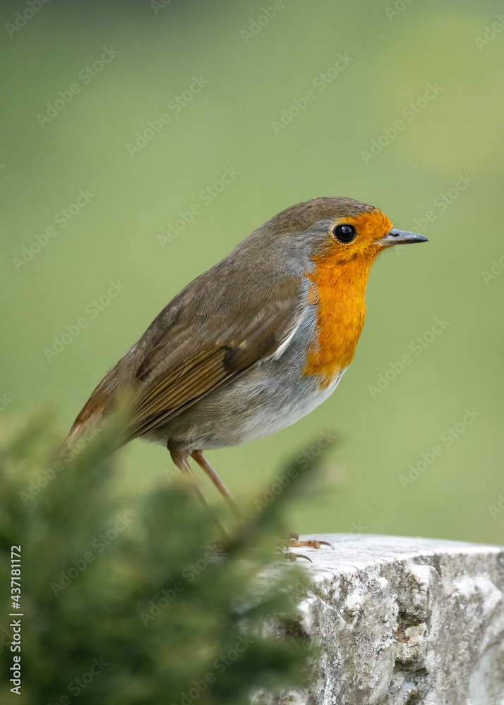 Beautiful robin redbreast bird perched standing on top of grave stone in cemetery. Bright red and orange colour wild isolated in old graveyard. Beautiful robin redbreast bird perched standing on top of grave stone in cemetery. Bright red and orange colour wild isolated in old graveyard.