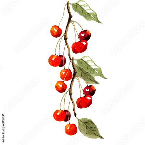 Cherry branch watercolor isolated on white background botanical illustration for all prints. Fruits pattern. photo