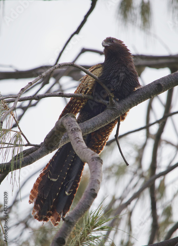 Australian wildlife birds pheasant coucal 