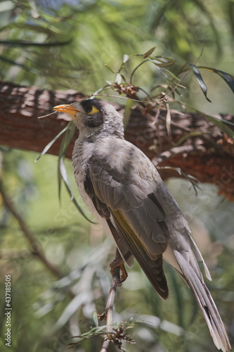 Australian wildlife birds noisy miner