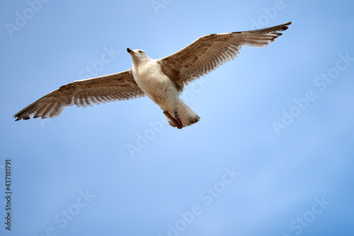Seagull fly at the blue sky