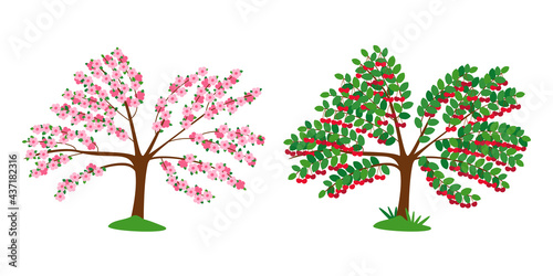 Cherry tree in blossom and with ripe berries isolated on white. The tree is strewn with pink flowers. wine-colored berries on tree branches. Flat vector illustration.