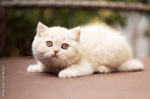 Süße Katzenbabys, Kitten, Britisch Kurzhaar imposant edel und selten.
