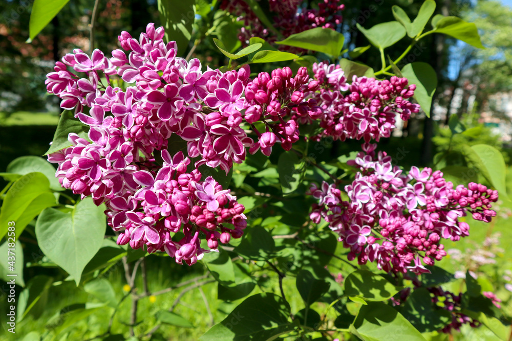 Fresh flowers of blooming lilacs bush in spring. Beautiful garden plant with natural sunny light. Fresh flowers of blooming lilacs bush in spring. Beautiful garden plant with natural sunny light.