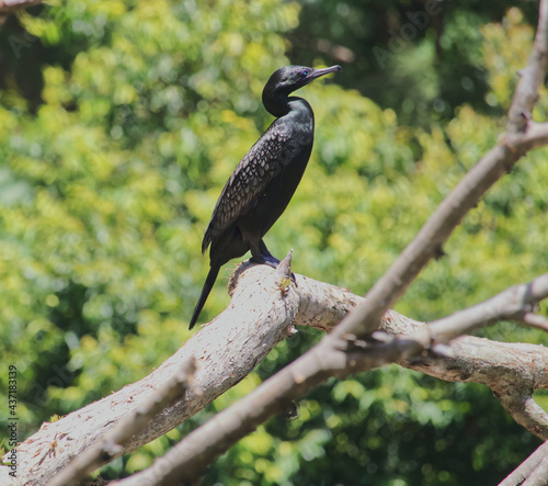 Australian birds wildlife cormarant