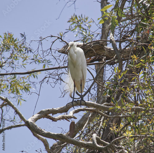 Australian birds great egret
