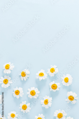 Daisy pattern. Flat lay spring and summer chamomile flowers on a blue background.Top view with copy space © Oleksandr