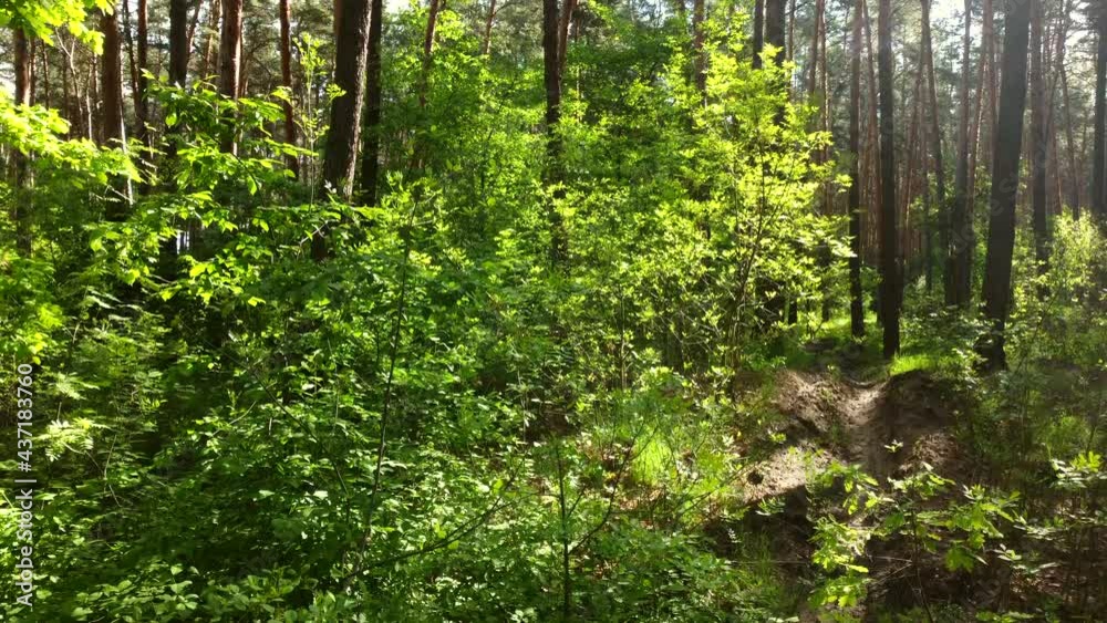 Green bright forest. Trees, bushes, branches with green leaves and green grass Green bright forest. Trees, bushes, branches with green leaves and green grass