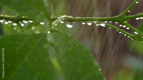 The branch of mulberry on a rainy day