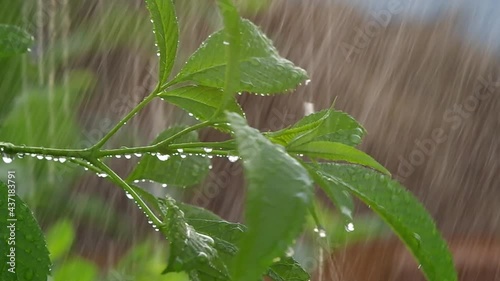 The branch of mulberry on a rainy day