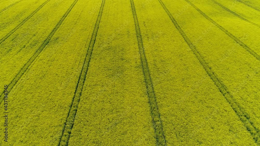 Aerial View Of Rapeseed Fields In Bloom. Aerial View Of Rapeseed Fields In Bloom.
